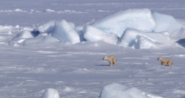 北极熊 可爱 地球脉动 奔跑 纪录片 追赶