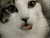 猫 喵星人 吐舌头 可爱