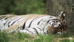 老虎 tiger 睡觉 自然