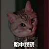 萌宠 喵星人 暗中观察 偷偷看 搞怪 逗