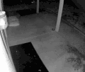 宠物 了然 恶搞 一起 搞笑 萌 gif