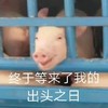 萌宠 小猪 终于等来了我的出头之日 开心 呆萌 可爱