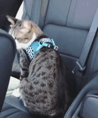 猫咪  可爱  坐车  萌萌哒