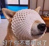 萌宠 汪星人 好了 你不要再说了 呆萌 可爱