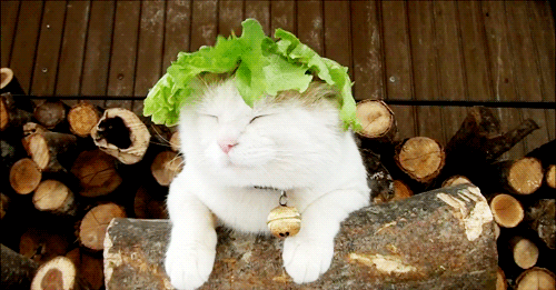 萌宠 猫咪 头顶一片绿 可爱死了