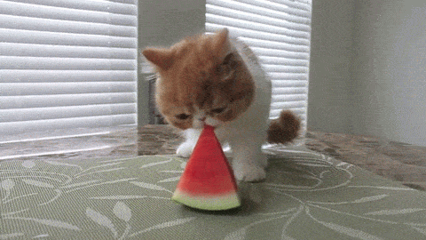 猫咪 夏天 吃西瓜 可爱