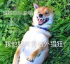 萌宠 汪星人 格外猖狂 嚣张 呆萌 可爱