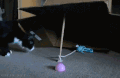 宠物 恶搞 搞笑 喵星人 gif 猫咪 萌宠 可爱