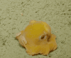 生物 大眼睛 动物 知道这是什么吗