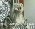 猫咪 喵星人 这一爪子下去 你嗝屁 斗图 搞笑