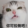 萌宠 喵星人 你可拉倒吧 嫌弃 呆萌 可爱