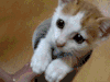 小猫 游戏 戒指 可爱