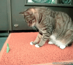 猫咪 螳螂 逗你玩呢