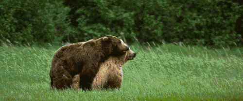 交配 动物 大自然 熊 犀牛 狮子 电影 超体 野猪 繁衍生息