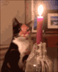 蜡烛 猫咪 可爱 惹祸