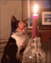蜡烛 猫咪 可爱 惹祸