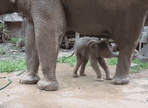 大象 elephant 撒娇 喝奶