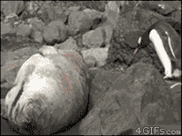企鹅 海狮 踩 生气 嚎叫 二货