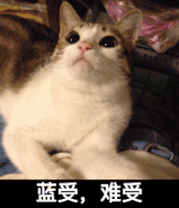 猫咪 胖乎乎 调皮 难受