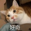 萌宠 猫星人 好奇 看看 呆萌 可爱