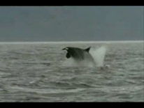 动物 海豚 逆戟鲸 逆戟鲸 虎鲸