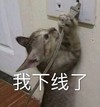 萌宠 喵星人 我下线了 我溜了 搞怪 逗