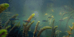多瑙河-欧洲的亚马逊 游 湖泊 纪录片 自在 鱼
