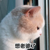 萌宠 喵星人 想老婆了 难受 搞怪 逗