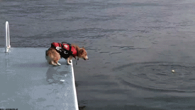 狗狗 跳海 搞笑 可爱