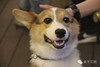 狗狗 大眼 张嘴 惆怅