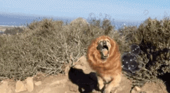 萌宠 狮子 lion