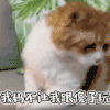 丧猫 我妈不让我跟傻子玩 傻子