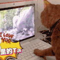 动物 宠物 萌 可爱 猫 喵星人