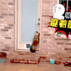 猫咪 垫脚 可爱 萌宠