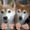 萌宠 狗 汪星人 soogif soogif出品