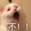 萌宠 猫星人 不 拒绝 搞怪 逗
