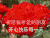 动画 动态 祝愿我亲爱的朋友 快乐每一天