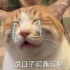 萌宠 猫星人 这日子可咋过啊 哭泣 呆萌 可爱