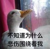 萌宠 鸭子 不知道为什么悲伤围绕着我 难受 呆萌 可爱