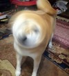 摇头 狗狗 可爱 动物
