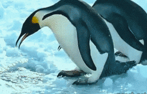 企鹅 钻冰 下水 牛逼 头疼 喜感 胖
