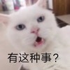 萌宠 猫星人 有这种事 好奇 呆萌 可爱