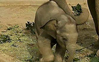 跑道 宝贝 姿势 步行 大象