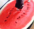 西瓜 猫咪 西瓜 小狗