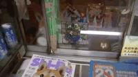 柴犬 求助 呆萌 Shiba Inu