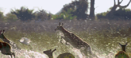 地球脉动 敏捷 纪录片 跳跃 鹿