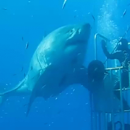 鲨鱼 shark 接触 成群