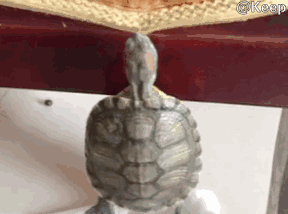 乌龟 活久见 引体向上 缩头乌龟 运动 锻炼