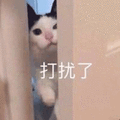 猫 打扰了