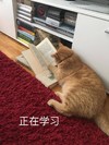 萌宠 猫星人 正在学习 努力 呆萌 可爱
